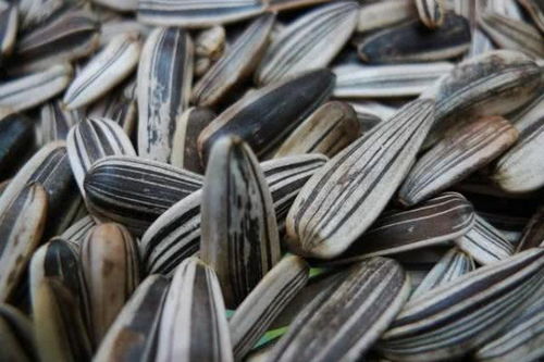 三種人不宜食用五香瓜子，購(gòu)買后也需適量，健康知識(shí)快轉(zhuǎn)告家人